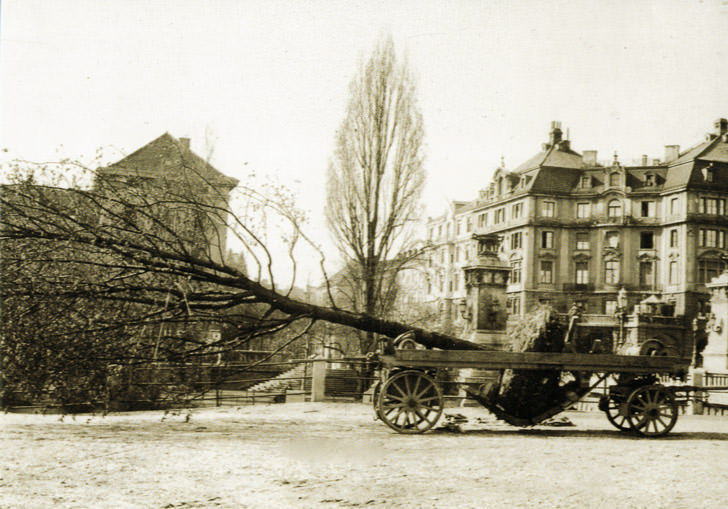 Großbaumpflanzung an der Ludwigsbrücke