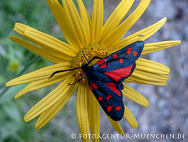 Schmetterling – Foto aus München