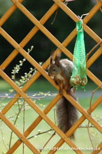 Eichhörnchen – Foto aus München