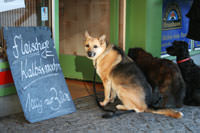 Hunde vor der Metzgerei – Foto aus München