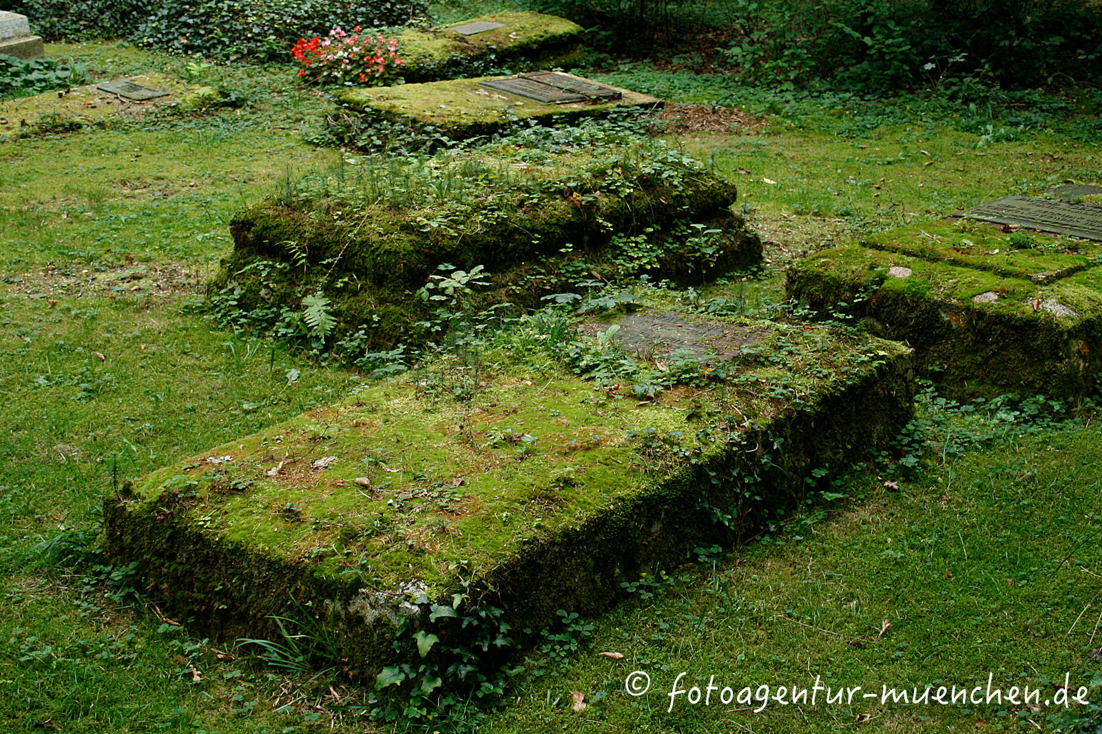 Vermooste Grabsteine auf dem Waldfriedhof