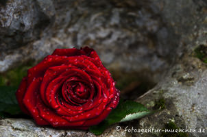Rose auf einem Grabstein im Nordfriedhof – Foto aus München