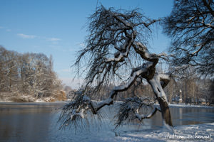 Impressionen Kleinhesseloher See – Foto aus München
