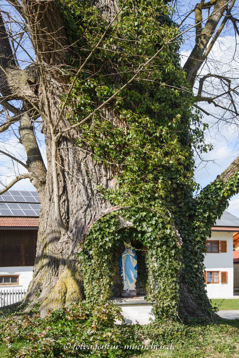 Höglinger Dorflinde