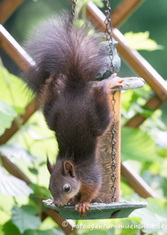 Eichhörnchen