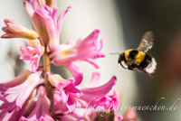 Hummel – Foto aus München