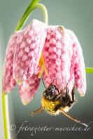 Hummel – Foto aus München