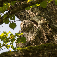 Waldkauz Kasimir m Nymphenburger Park – Foto aus München