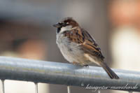 Spatz – Foto aus München