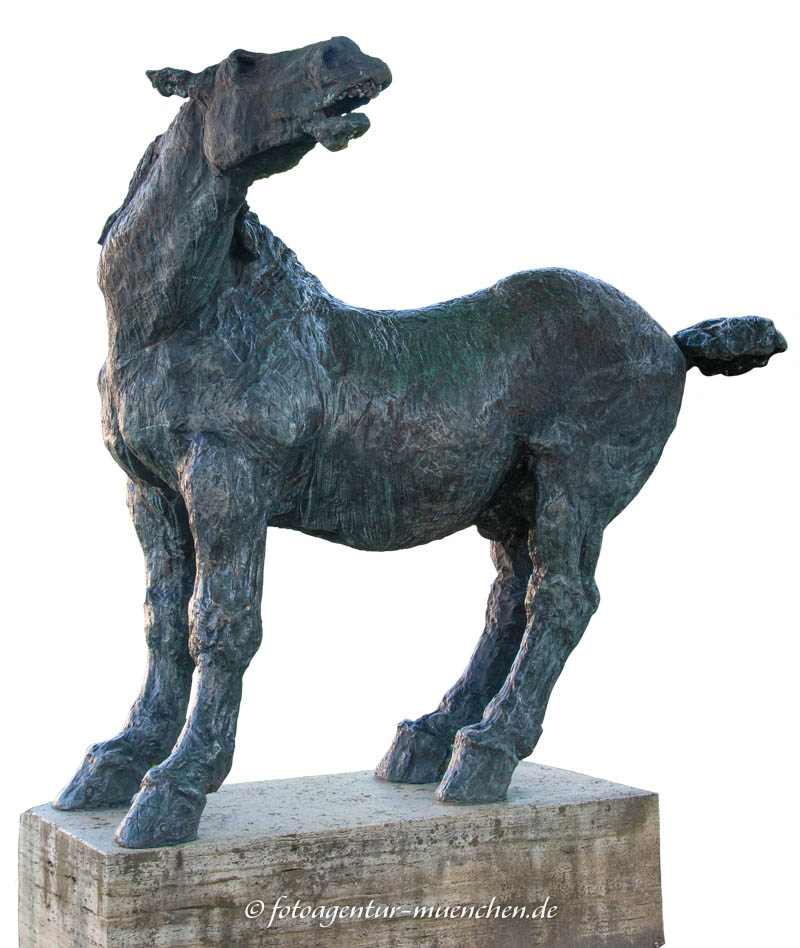 Wieherndes Pferd Pferd