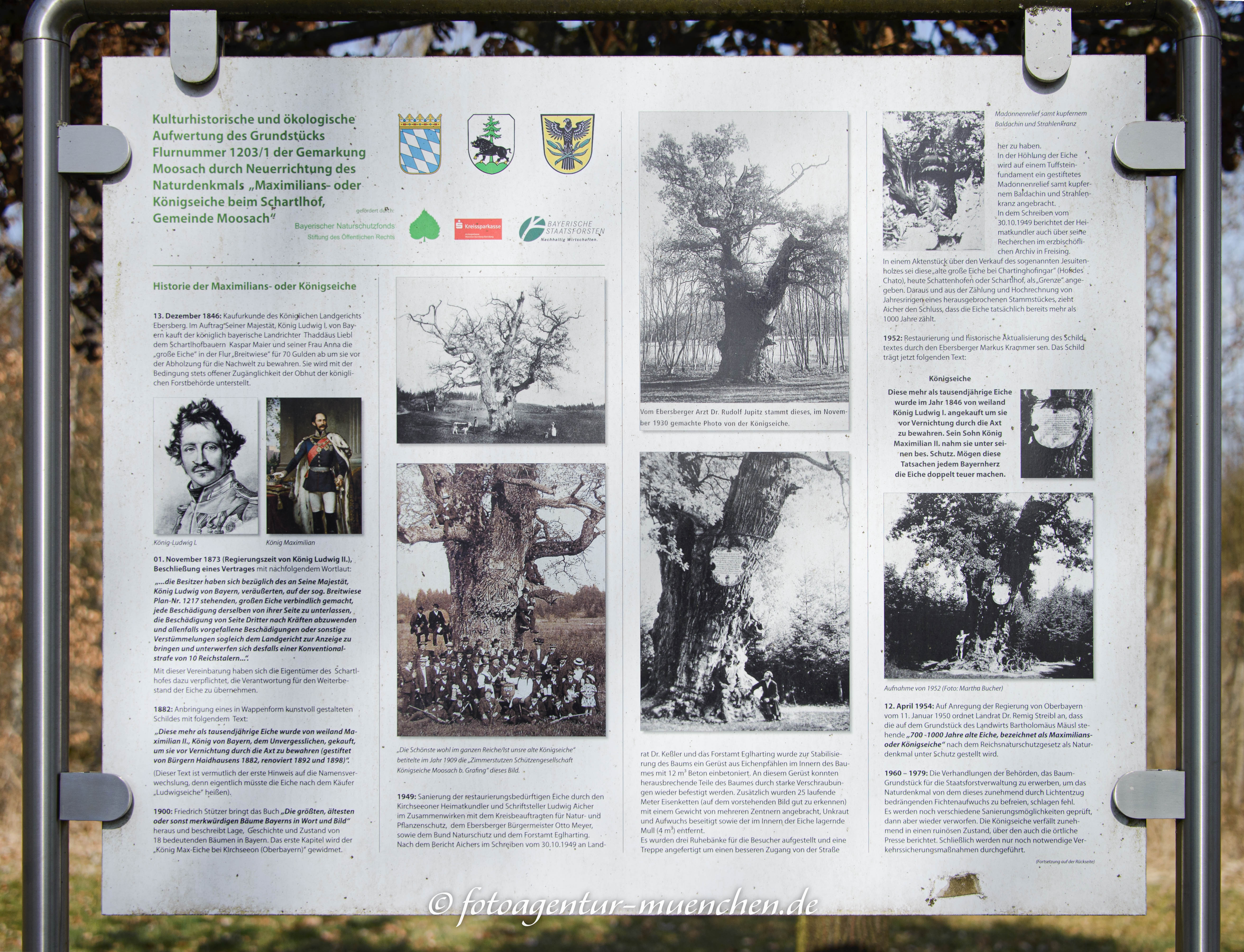 Königseiche, Maximilianseiche - Infotafel