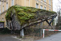 Makoré Baum – Foto aus München
