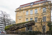 Makoré Baum – Foto aus München