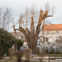 Winterlinde – Foto aus München