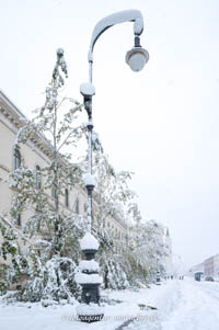 Gerhard Willhalm - Durch den Schneefall beschädigte Bäume in der Ludwigstraße