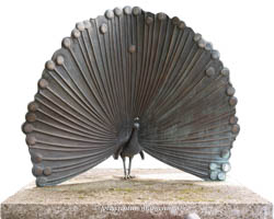 Radschlagender Pfau – Foto aus München