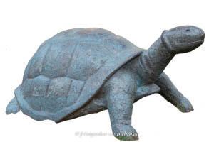 Schildkröte – Foto aus München