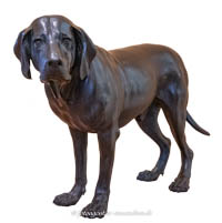 Jagdhund – Foto aus München