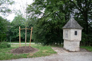 Korbiniansapfelbaum – Foto aus München