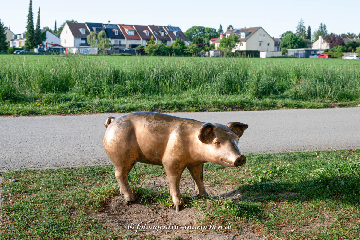 Schwein