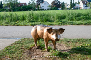 Schwein – Foto aus München