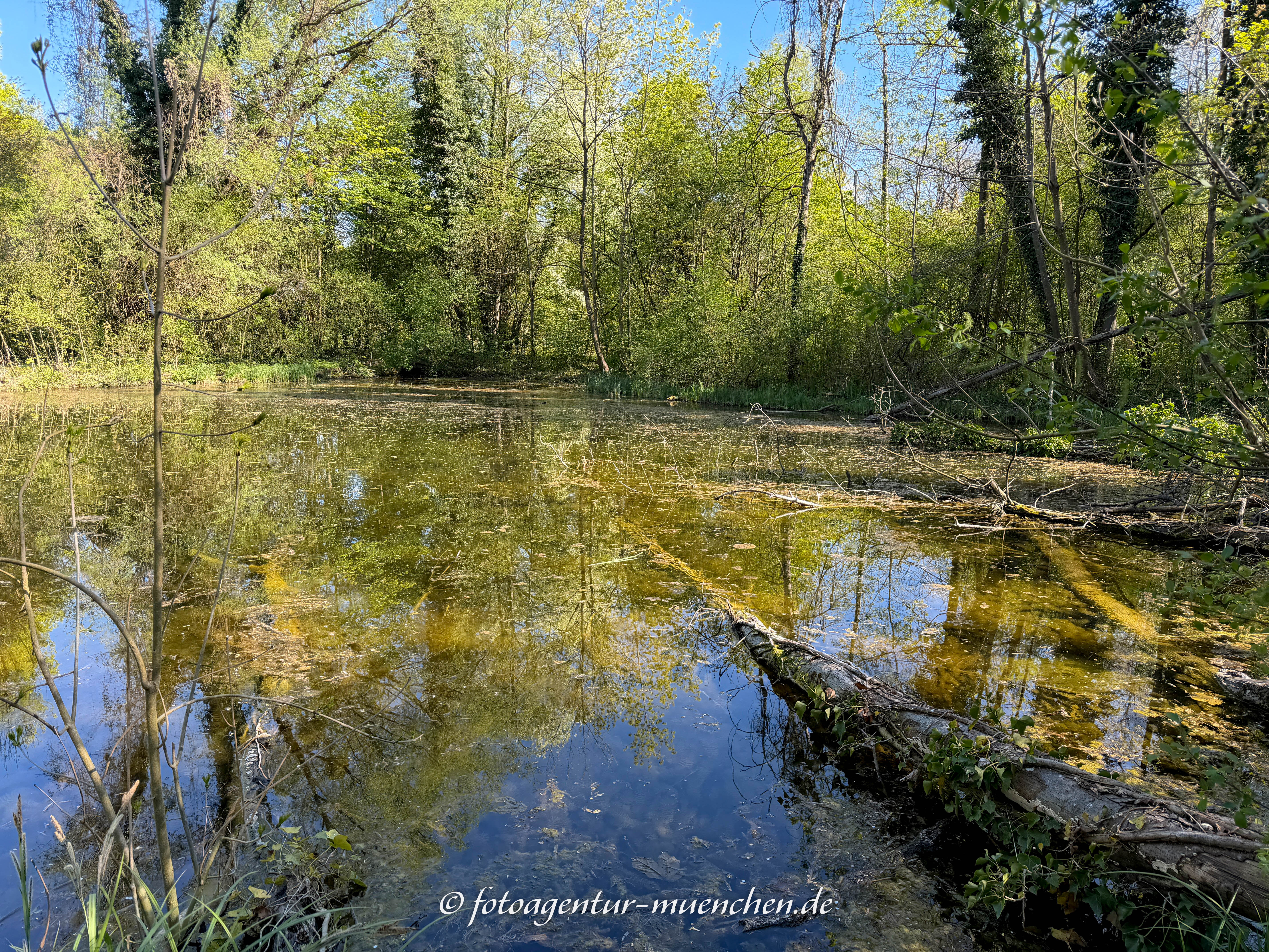 Weiher