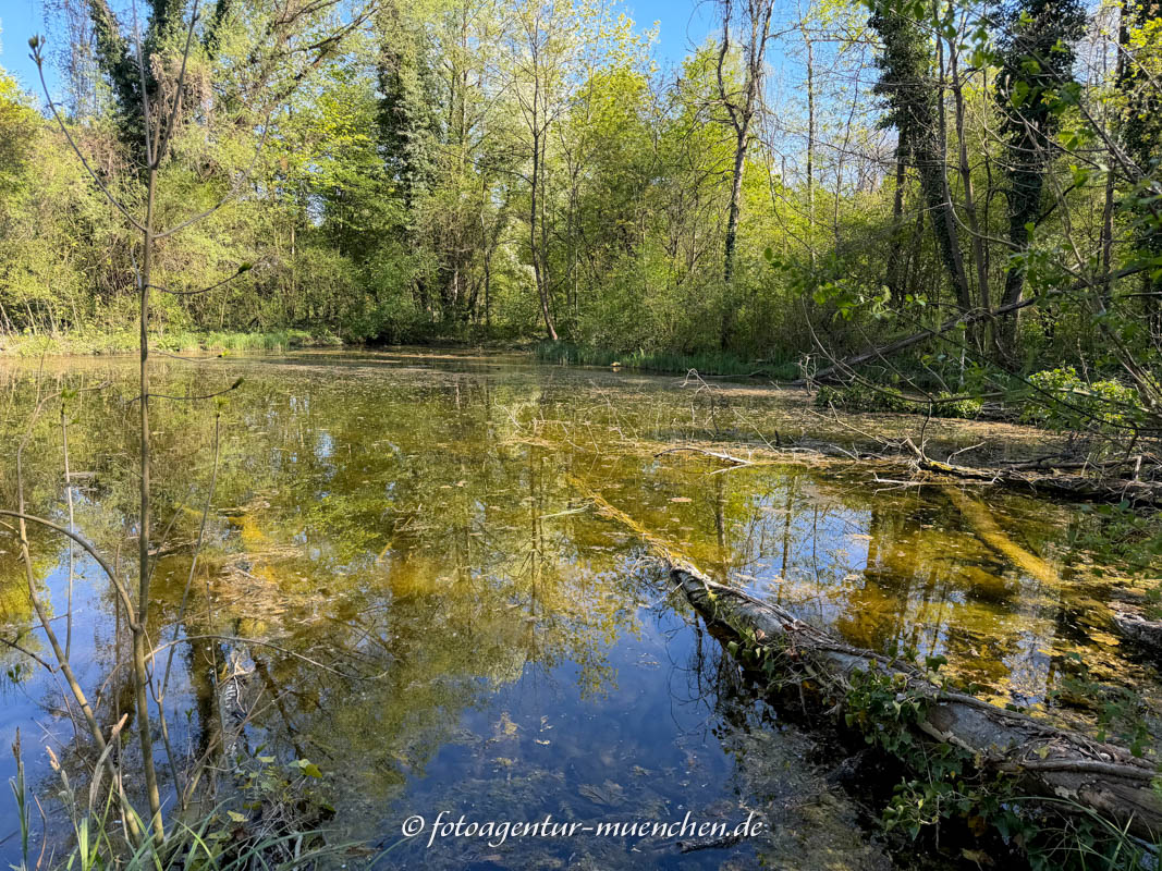 Weiher