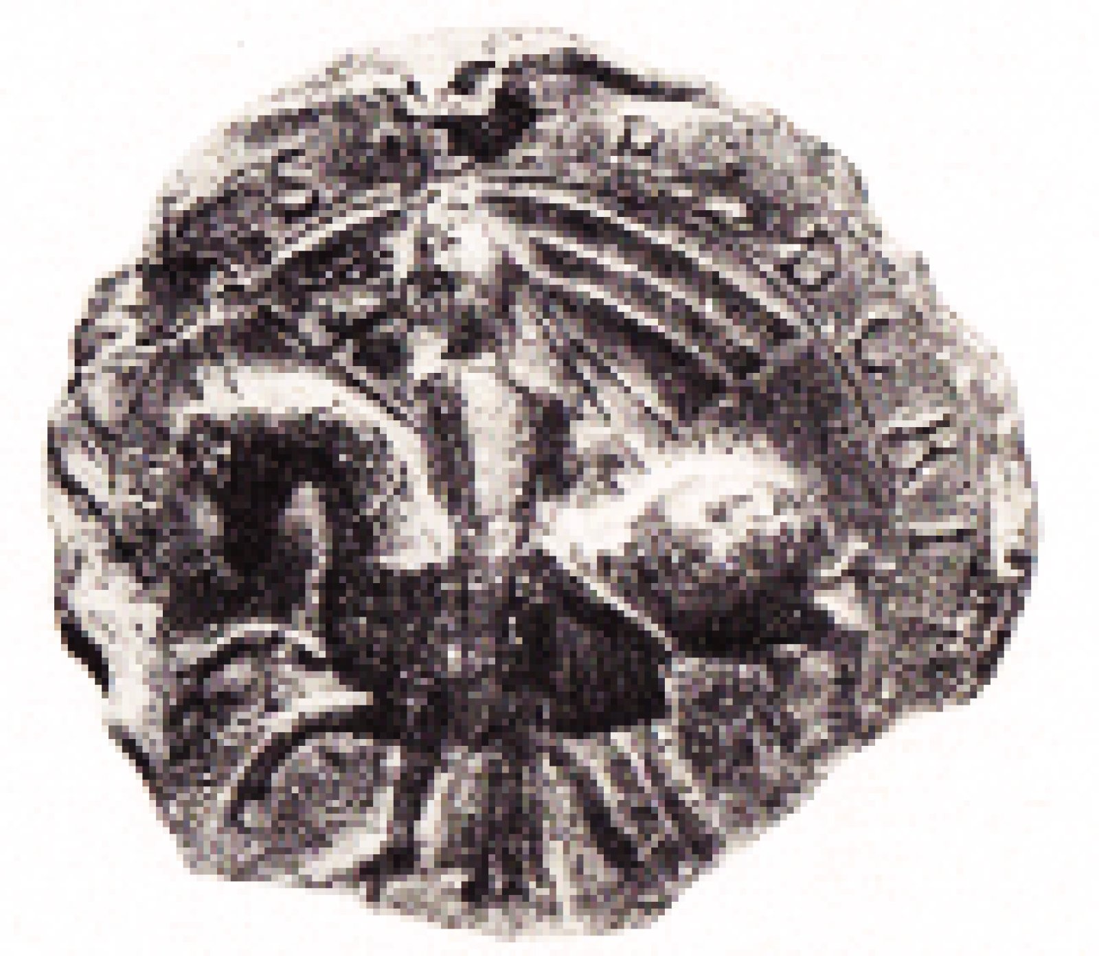 Friedrich II. von Wittelsbach